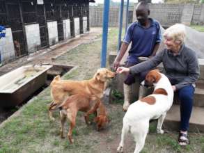 A new dog watches the pack & joins the fun later