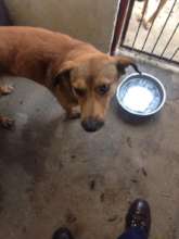 24 hours in a snare, saved by the SPCA team