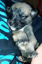 Orphaned pups being handraised