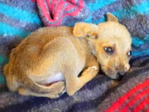 Spongey, saved by a mum who gave it all for him