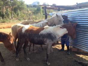Horses in need of our intervention 2
