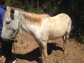 Horses in need of our intervention 1