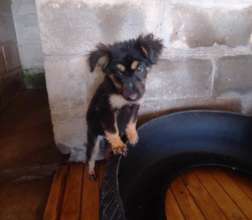 Jesse, first of the pups homed this week