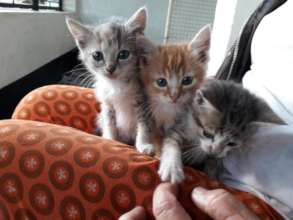 Many kittens are rescued monthly
