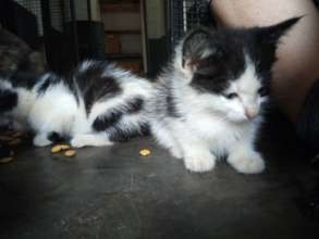 SO MANY KITTENS SEEKING HOMES
