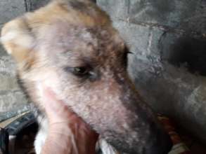Misty now homed, started life with radical mange