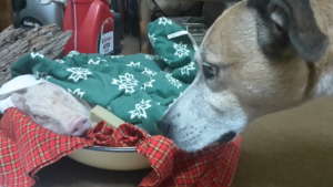 Milo meets Petal - two SPCA rescues.