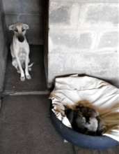 A suffering mum with her pups, warm and safe now