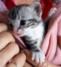 Looking for homes