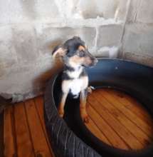 Jesse's brother Jackson, a fearless pup, homed