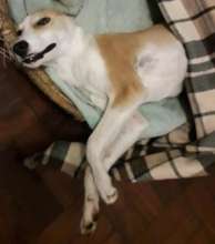 Paralyzed, but recovering Penelope finds a home