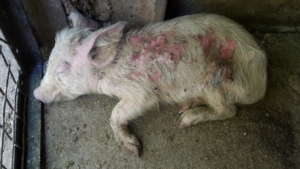 A 'commercial' piggery was my 1st home.
