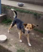 Rosie has been adopted!
