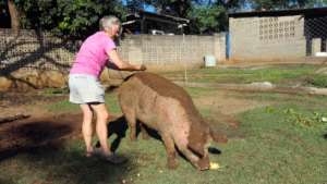 Our rescue Petal Pig gets a mudpack for sunblock