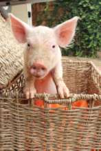 Petal arriving at her forever home.