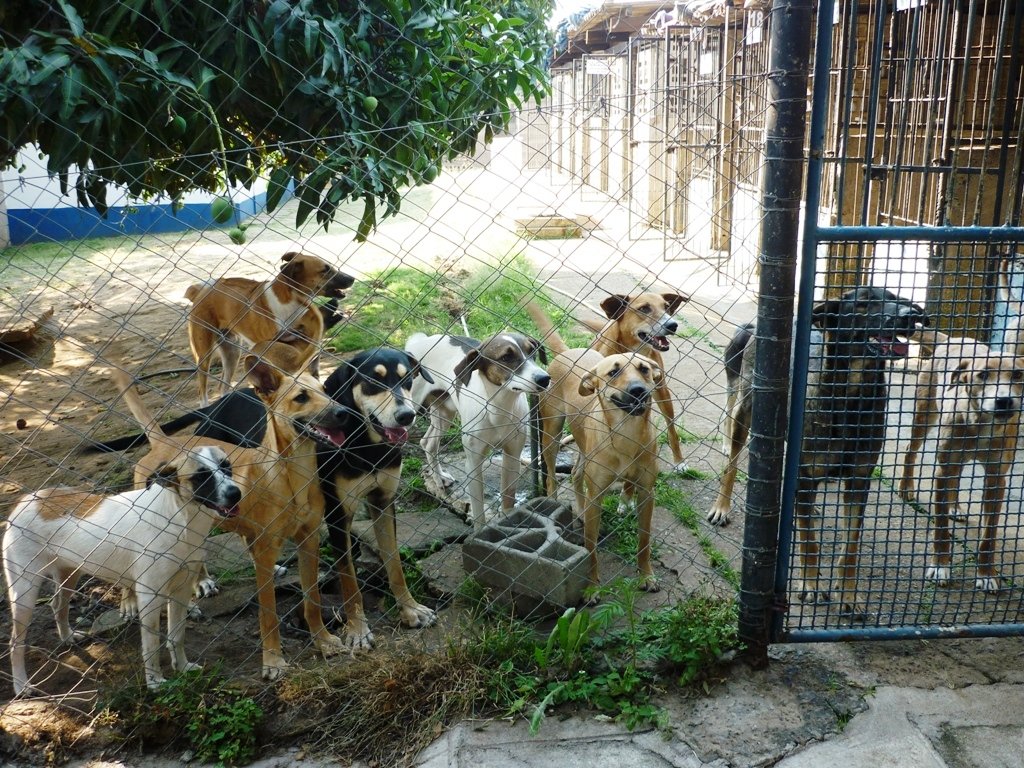 Survival of Animal Welfare Charity in Zimbabwe