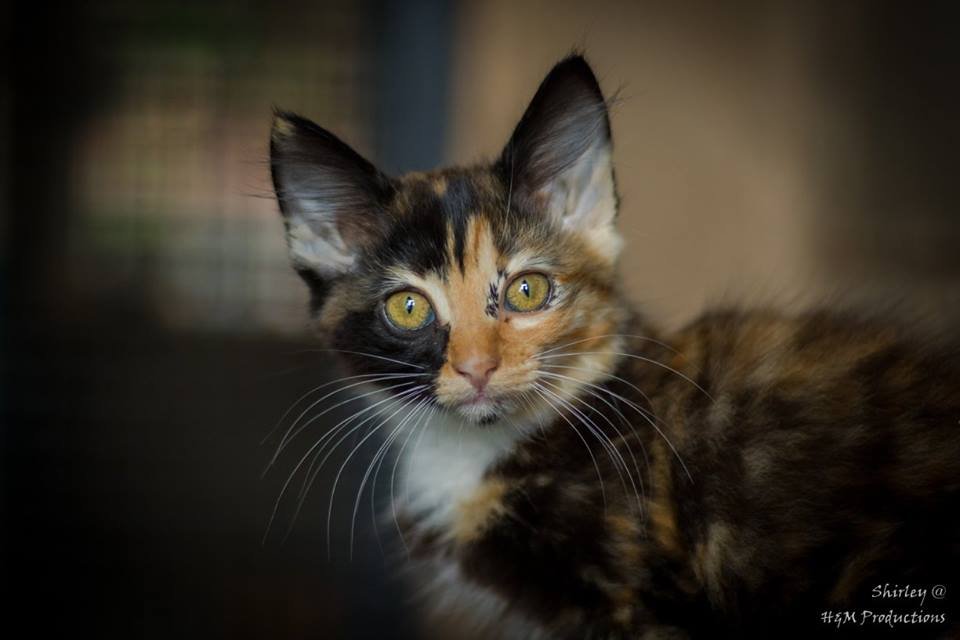 Survival of Animal Welfare Charity in Zimbabwe