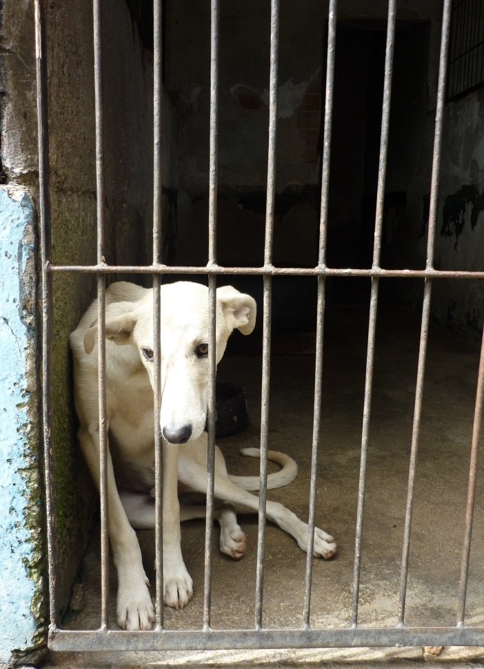 Survival of Animal Welfare Charity in Zimbabwe