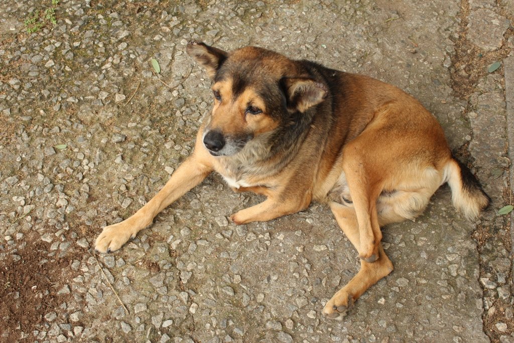 Survival of Animal Welfare Charity in Zimbabwe