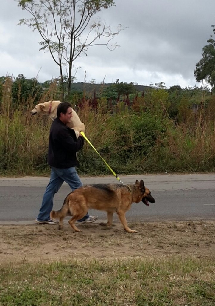 Survival of Animal Welfare Charity in Zimbabwe