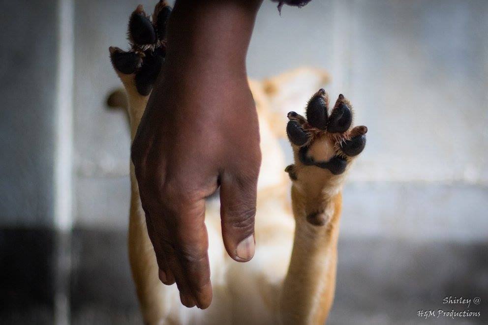 Survival of Animal Welfare Charity in Zimbabwe