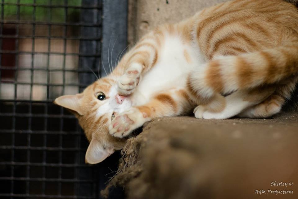 Reports on Survival of Animal Welfare Charity in Zimbabwe