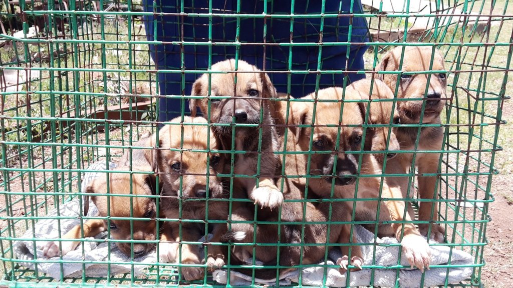 Survival of Animal Welfare Charity in Zimbabwe