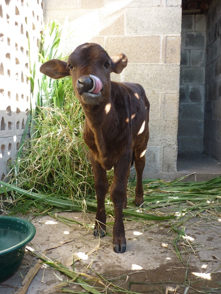 Survival of Animal Welfare Charity in Zimbabwe