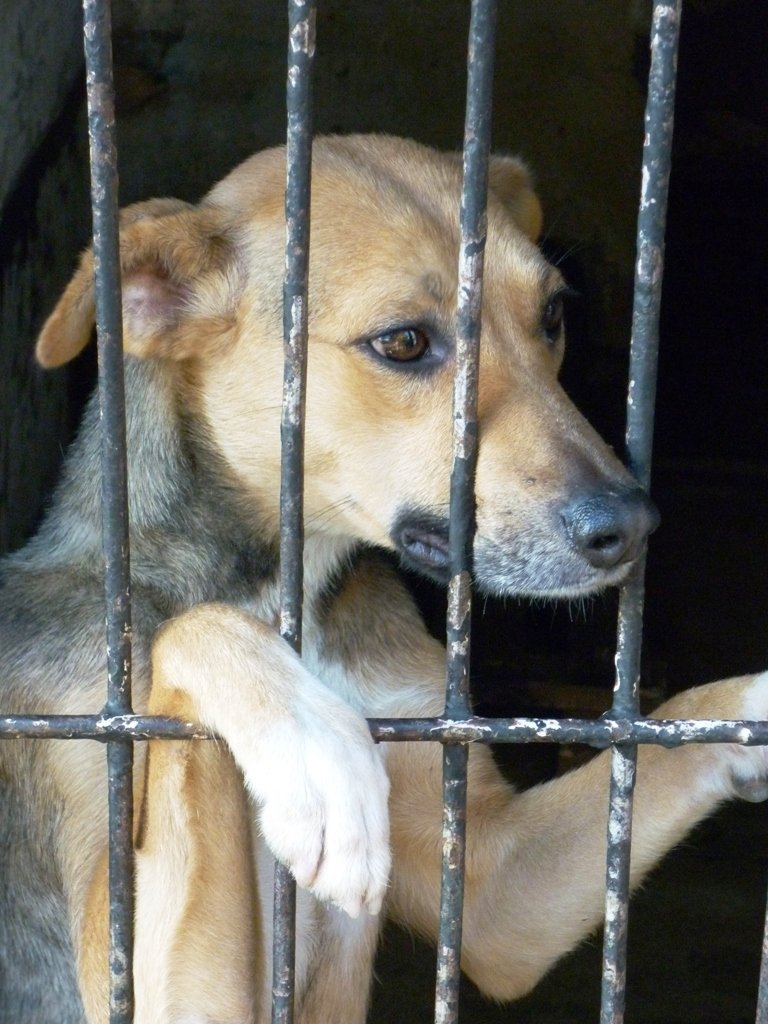 Survival of Animal Welfare Charity in Zimbabwe