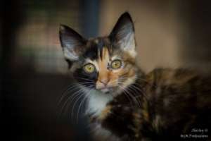 Kitten Cuteness!