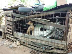Tiger's 'home'