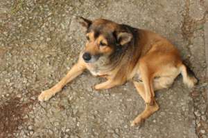 Soma - an old 2 legged favourite!