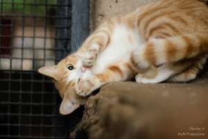 Kitten Cuteness!