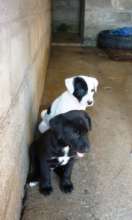 White and Black