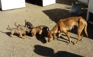 Mum and all pups rescued!