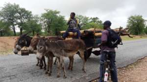 Beasts of burden