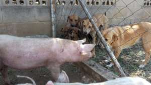 Brave behind the fence!