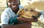 Survival of Animal Welfare Charity in Zimbabwe