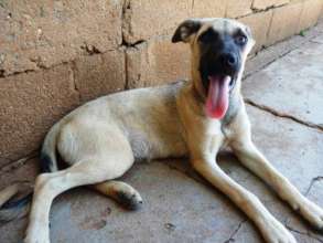 Mungo, happiest dog we have needs his own home now