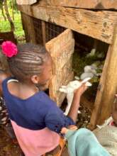 Taking care of school rabbits