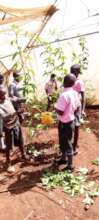 Passion fruit farming