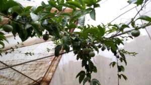 Passion fruit farming