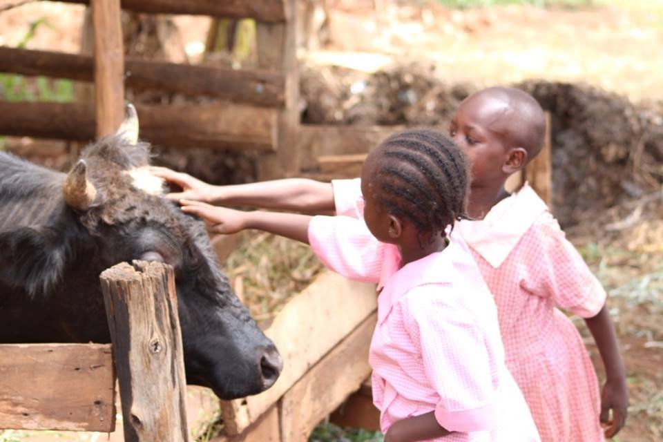 Feeding the school bull