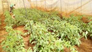 Growing tomatoes