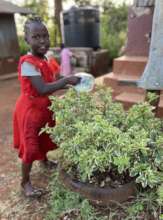 Watering Plants