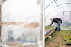 New beginnings in the greenhouse