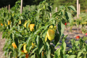 Bell Peppers
