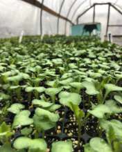 Benevolence Farm Seedlings
