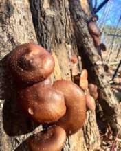 Benevolence Farm Shiitake Mushrooms