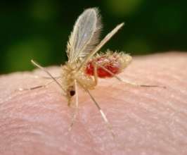 Sandflies transmitting leishmaniasis